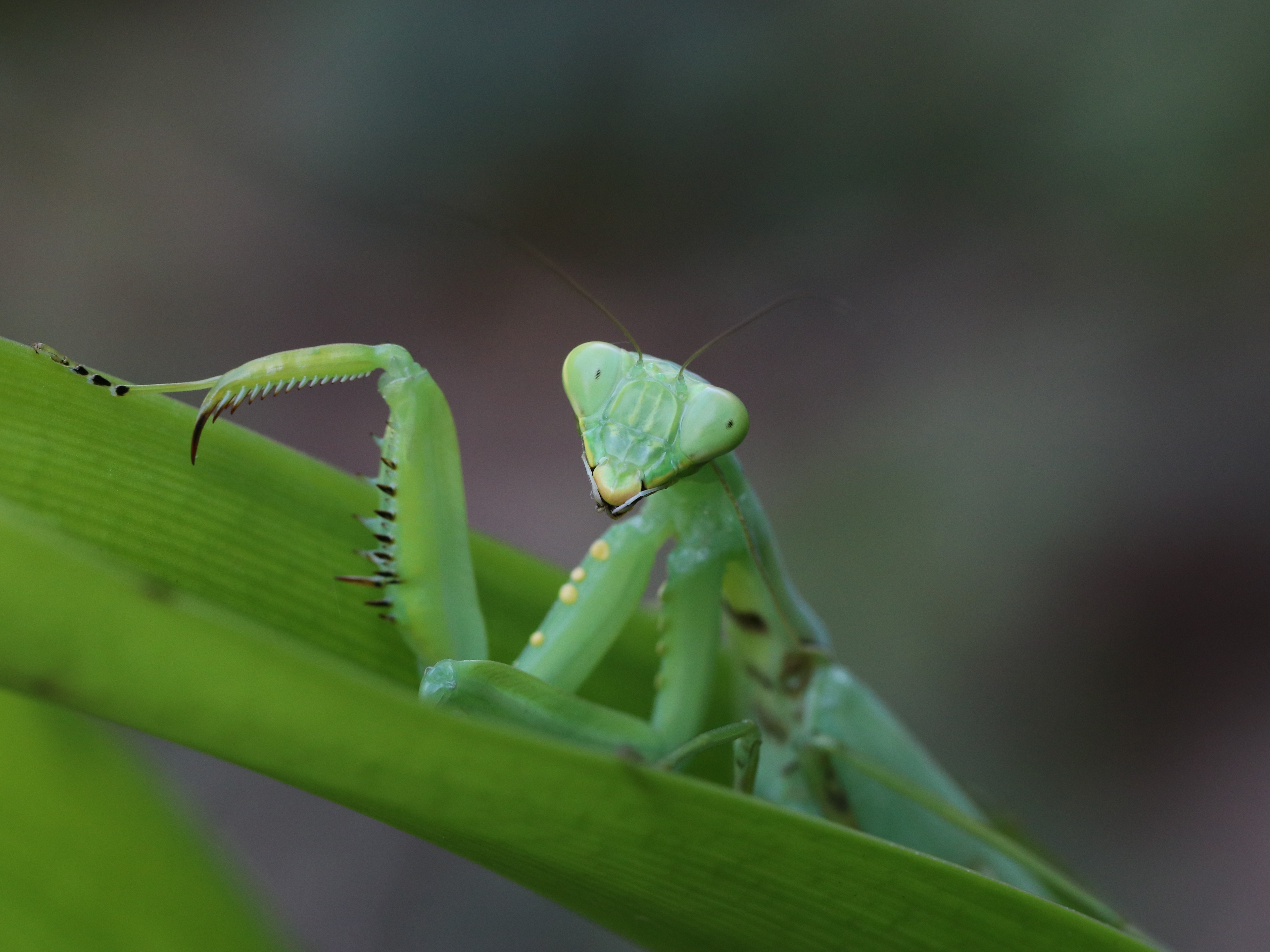 ハラビロカマキリ5